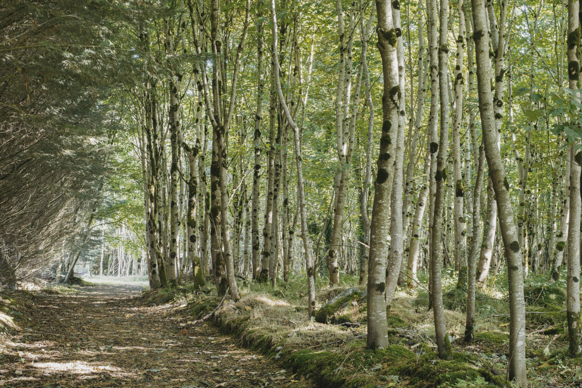 Prestige silver birch forest sm